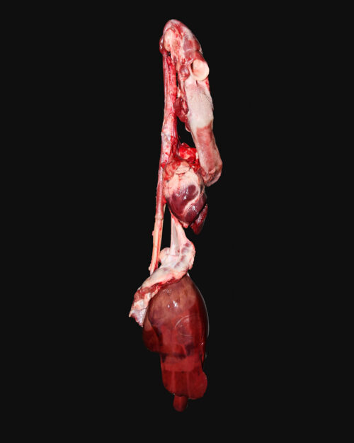Visceras