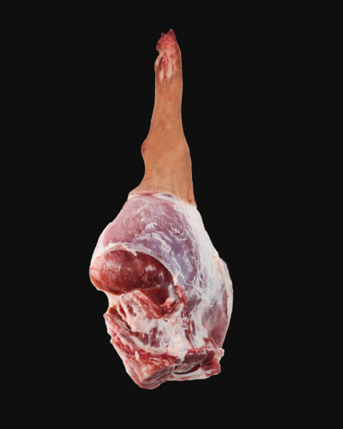 Leg